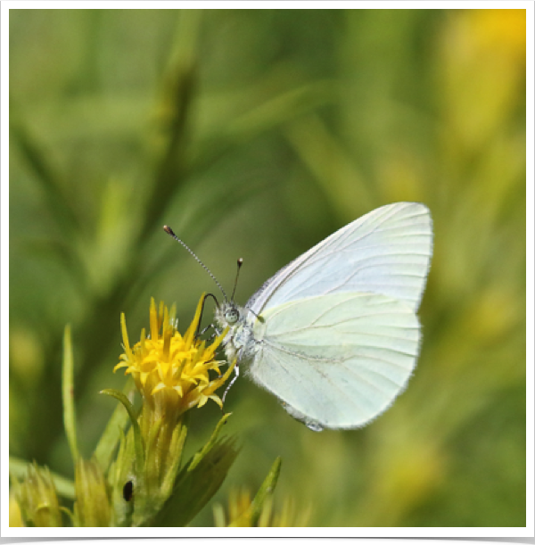 Margined White